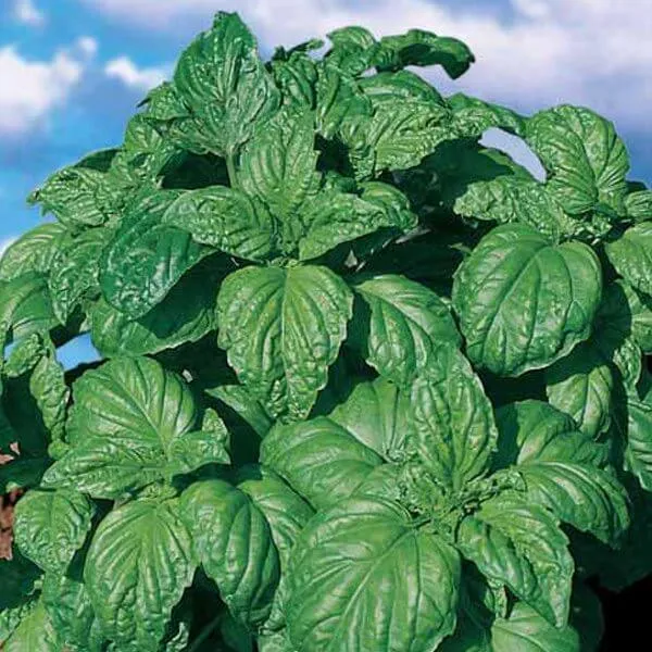 Basilic à grandes feuilles 'Foglia di Lattuga' (Ocimum basilicum)