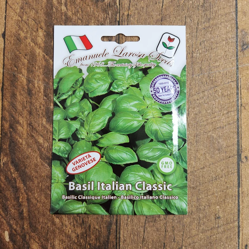 Basilic italien 'Genovese' (Ocimum basilicum)