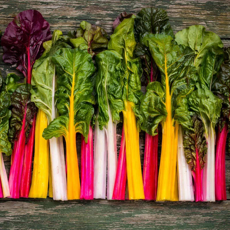 Bette à carde 'Rainbow' (Beta vulgaris)