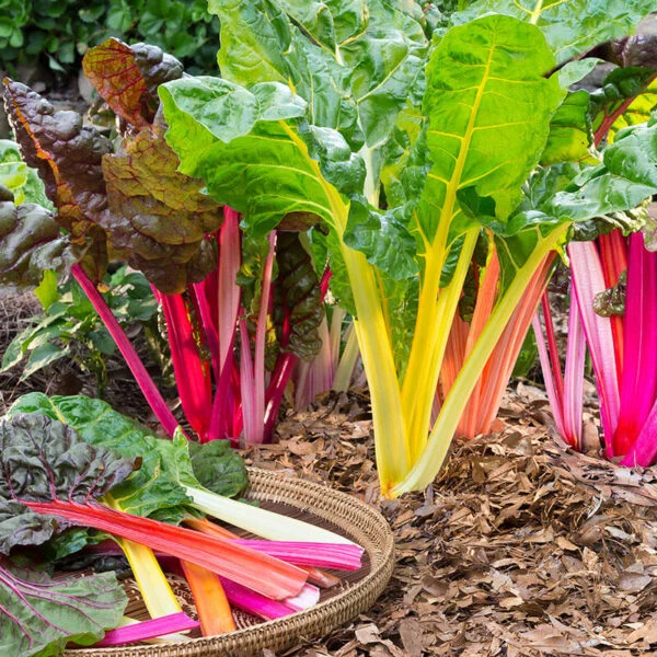 Bette à carde 'Rainbow' (Beta vulgaris)