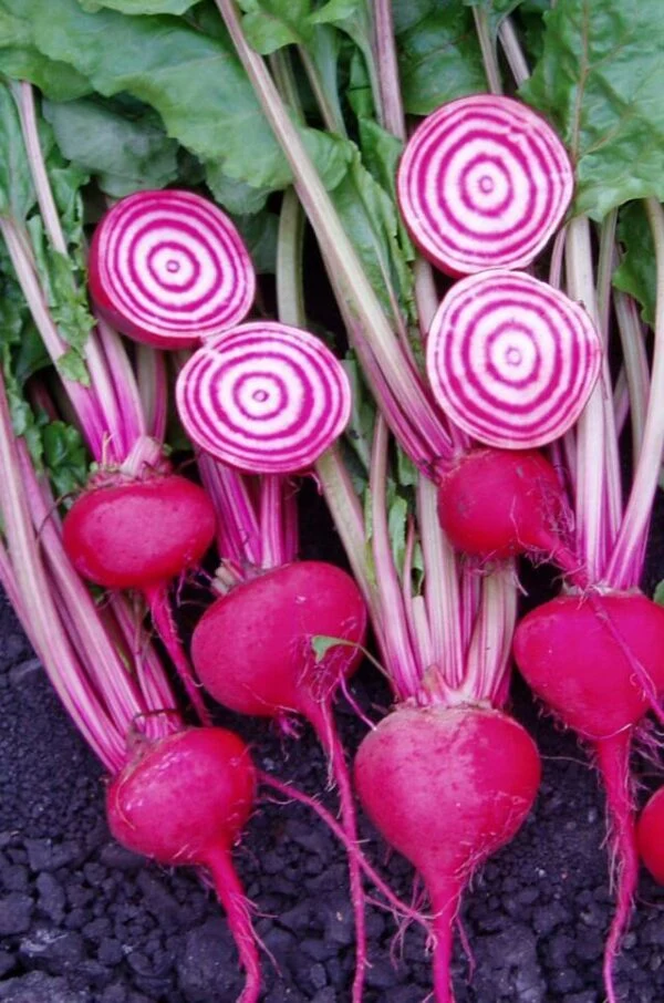 Betterave 'Chioggia' (Beta vulgaris)