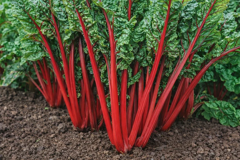 Bette à carde 'Rhubarb da coste' (Beta vulgaris)