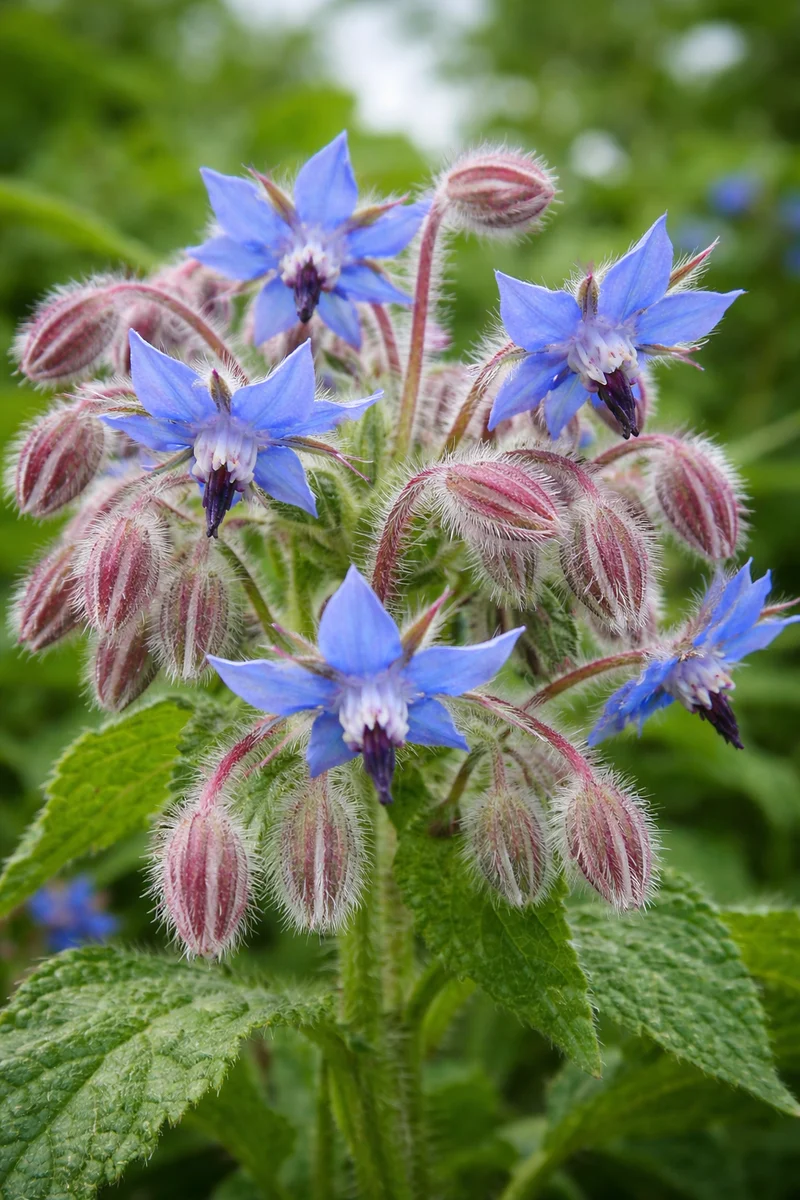 Bourrache (Borago officinalis)