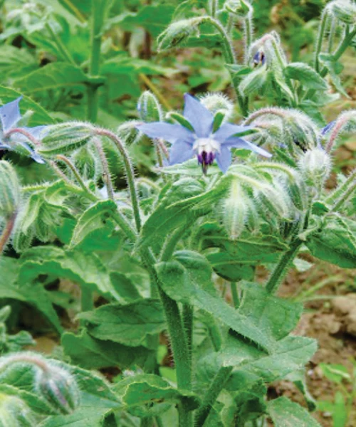 Bourrache (Borago officinalis)