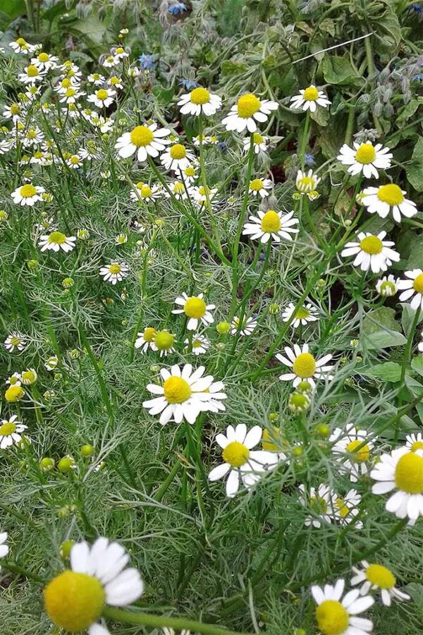 Camomille (Matricaria chamomilla)