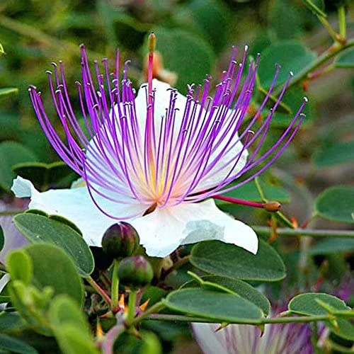 Câprier (Capparis spinosa)