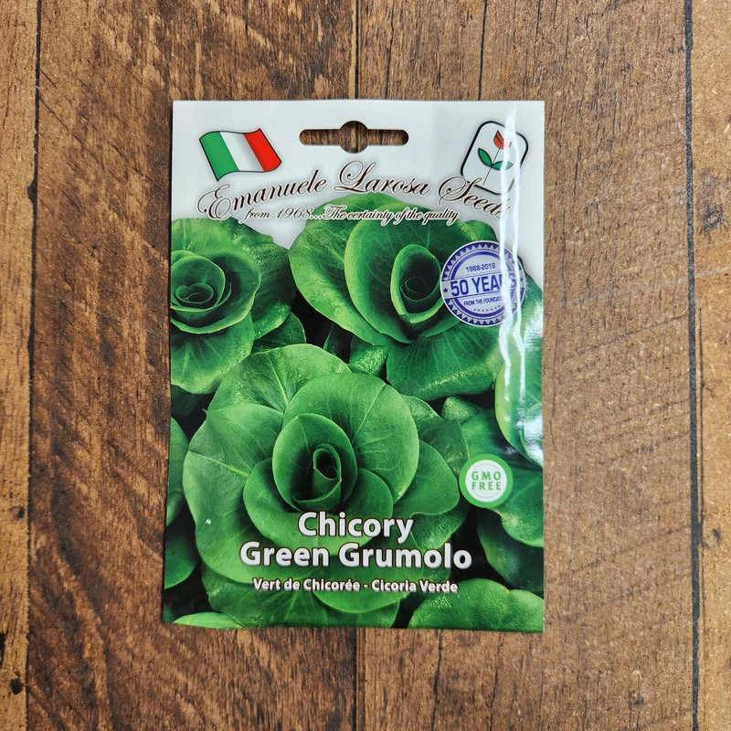 Chicorée 'Grumolo Verde' (Cichorium intybus)