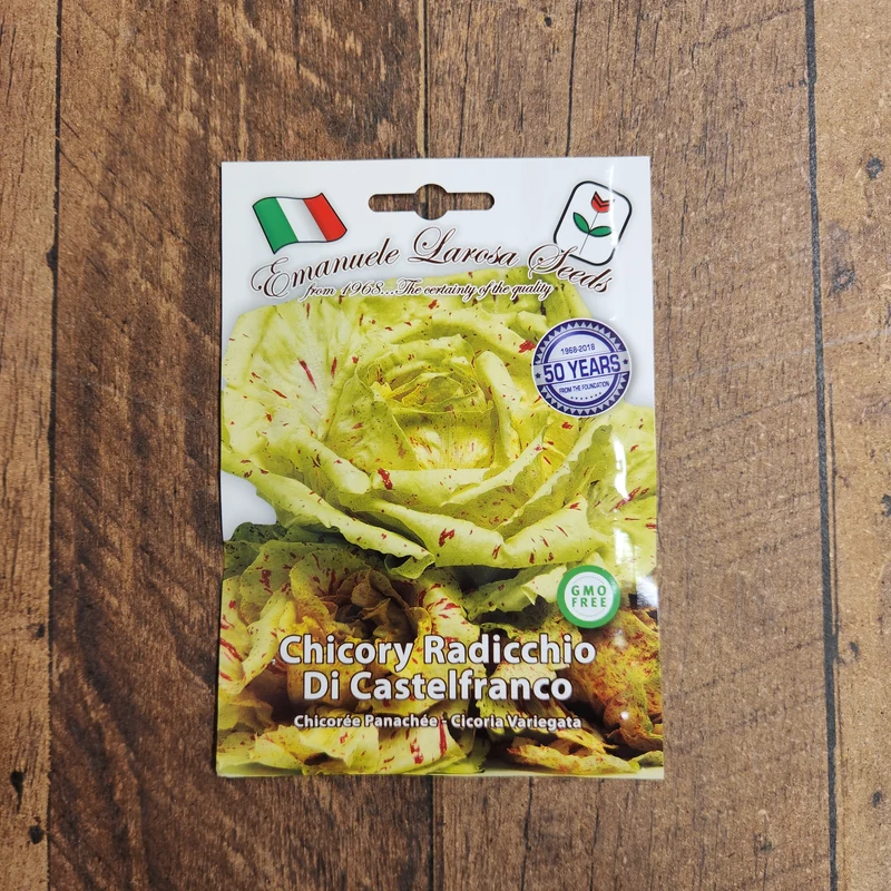 Chicorée radicchio 'Variegata di Castelfranco' (Cichorium intybus)