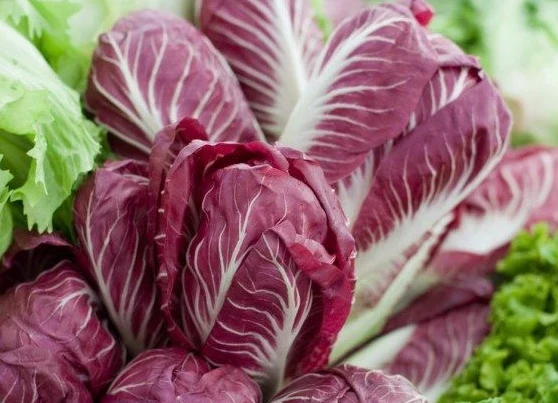 Radicchio hiver 'Palla Rossa 2 Winter' (Cichorium intybus)