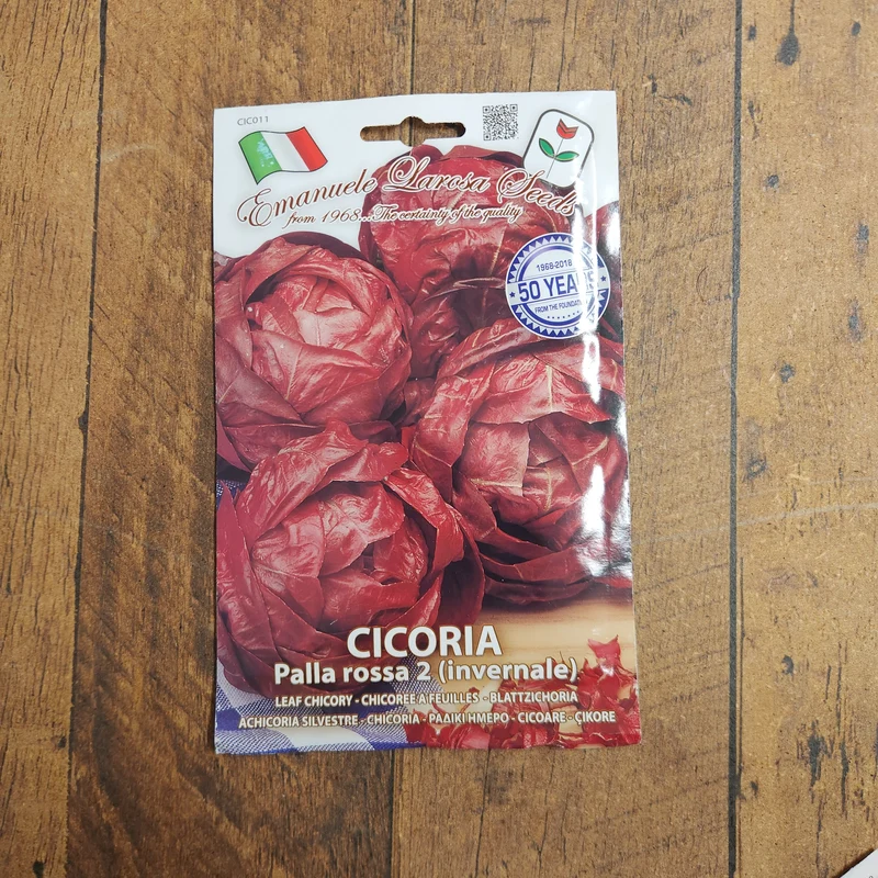 Radicchio invernale 'Palla Rossa n°2' (Cichorium intybus)