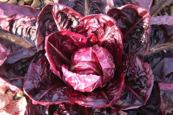 Radicchio invernale 'Palla Rossa n°2' (Cichorium intybus)