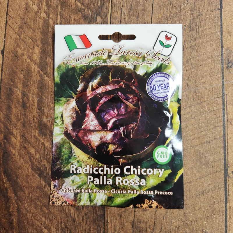 Chicorée radicchio semi-précoce 'Palla Rossa' (Cichorium intybus)