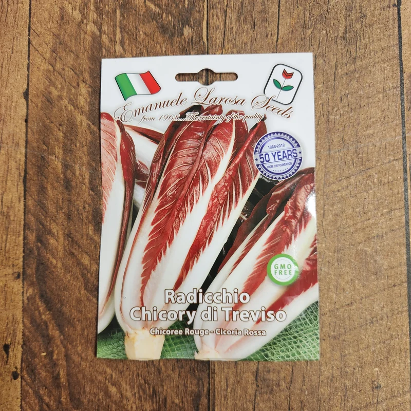 Chicorée 'Rossa di Treviso' (Cichorium intybus)