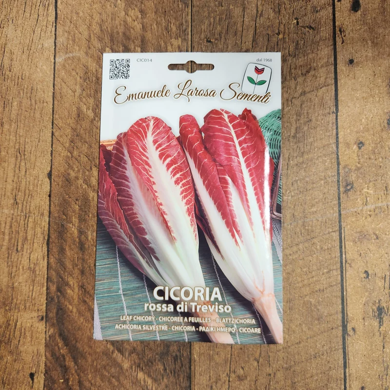 Radicchio précoce 'Treviso Select' (Cichorium intybus)