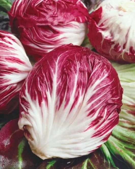 Radicchio 'Rossa di Verona' (Cichorium intybus)