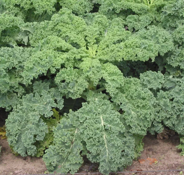 Chou frisé nain (Brassica oleracea var. acephala)