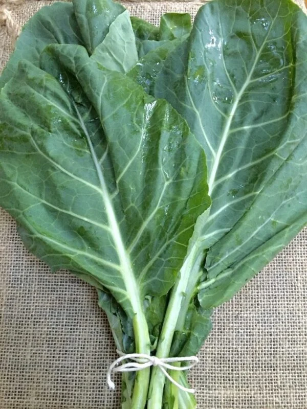 Chou frisé sibérien (Brassica napus var. pabularia)