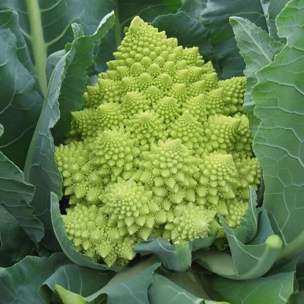 Chou-fleur Romanesco (Brassica oleracea var. botrytis)
