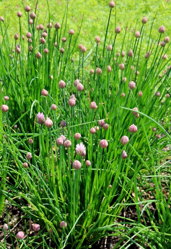 Ciboulette (Allium schoenoprasum)