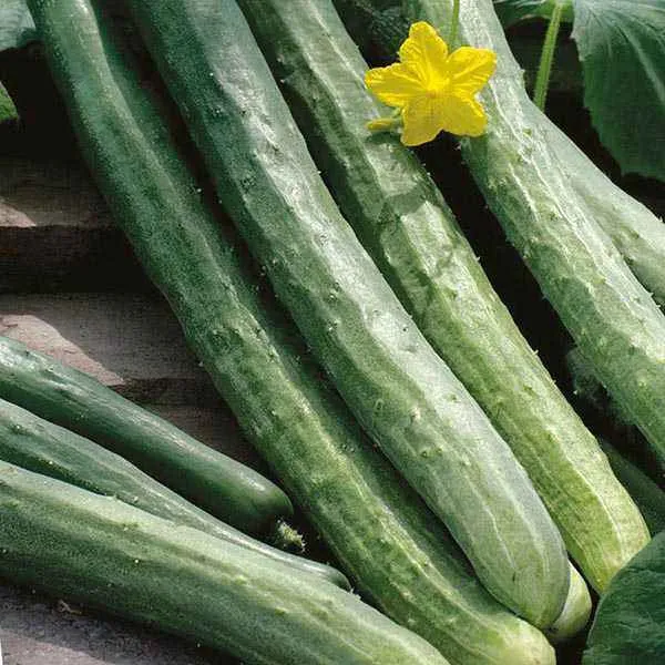 Concombre serpent (Cucumis sativus)
