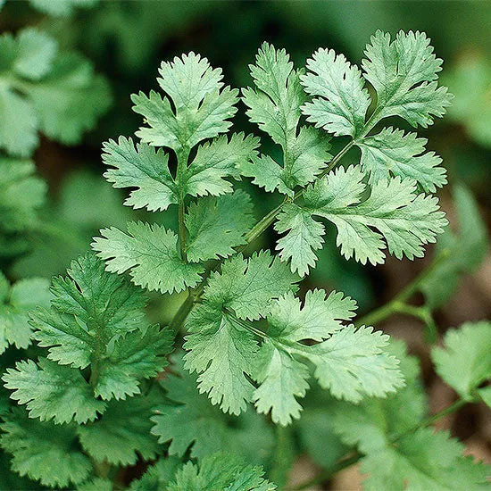 Coriandre (Coriandrum sativum)