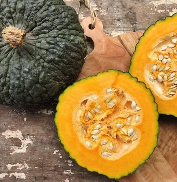 Courge 'Marina di Chioggia' (Cucurbita maxima)