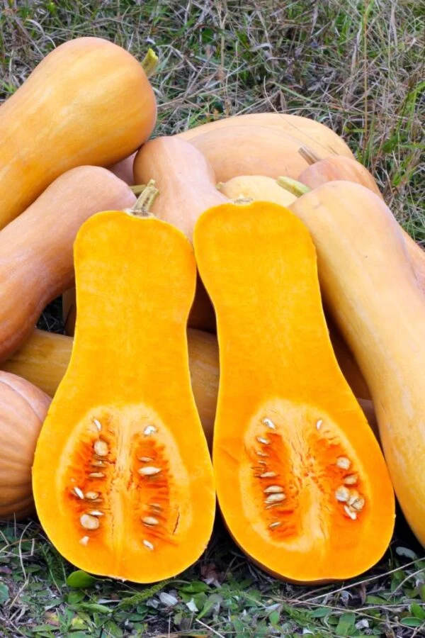Courge musquée 'Violin' (Cucurbita moschata)