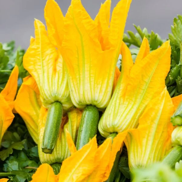 Courgette à fleurs (Cucurbita pepo)