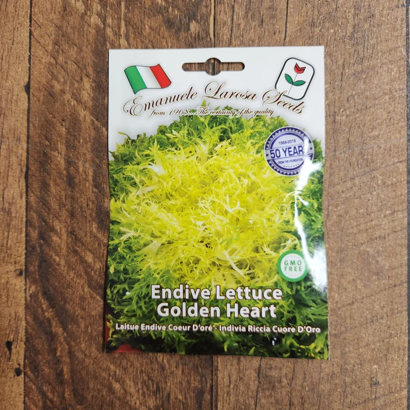 Endive frisée 'Cuor d’Or' (Cichorium endivia)