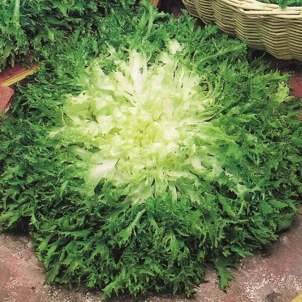 Endive frisée 'Cuor d’Or' (Cichorium endivia)