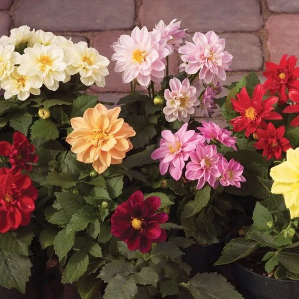 Mélange de dahlias (Dahlia spp.)