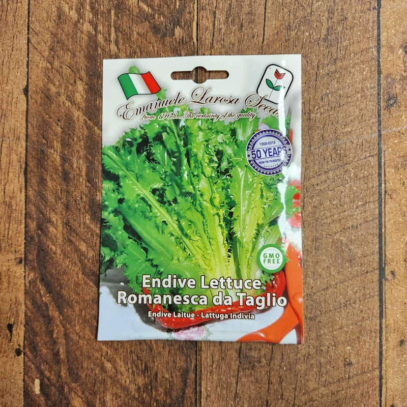 Endive frisée 'Romanesca da Taglio' (Cichorium endivia)