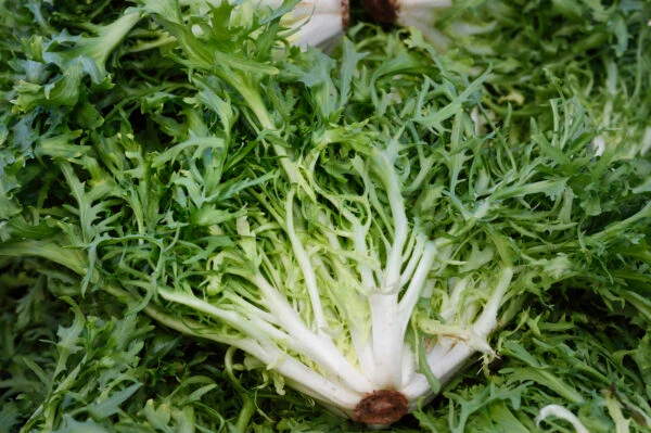 Endive frisée 'Romanesca da Taglio' (Cichorium endivia)