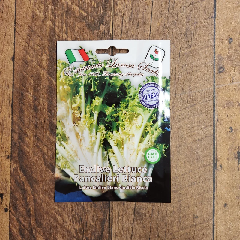 Endive frisée 'Pancalieri a Costa Bianca' (Cichorium endivia)