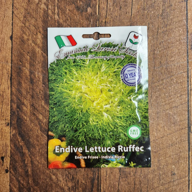Endive frisée 'Ruffec' (Cichorium endivia)