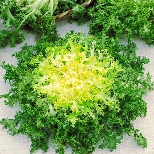 Endive frisée 'Ruffec' (Cichorium endivia)