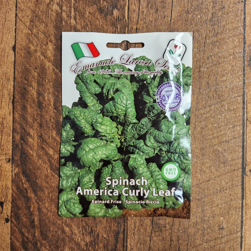 Épinard 'America Riccio' (Spinacia oleracea)