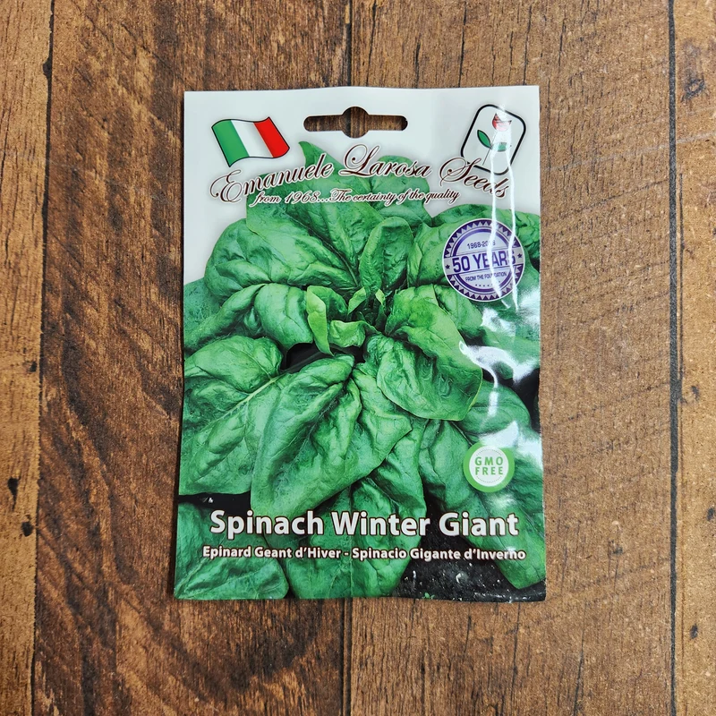 Épinard géant d’hiver (Spinacia oleracea)
