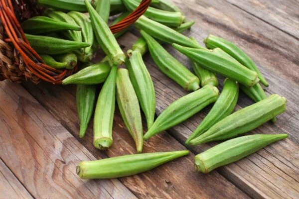 Gombo 'Lady Finger' (Abelmoschus esculentus)