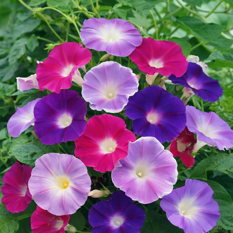 Mélange d’ipomées (Ipomoea spp.)