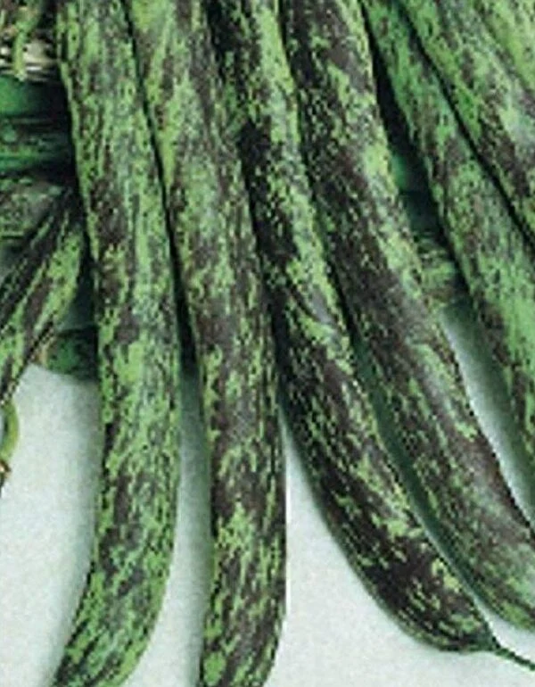 Haricot grimpant 'Bobis D’Albenga' (Phaseolus vulgaris)