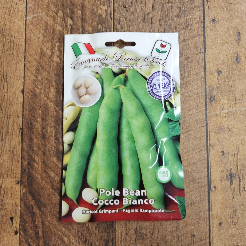 Haricot grimpant 'Cocco Bianco' (Phaseolus vulgaris)