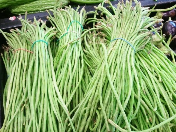 Haricot grimpant 'Metre Long' (Vigna unguiculata subsp. sesquipedalis)