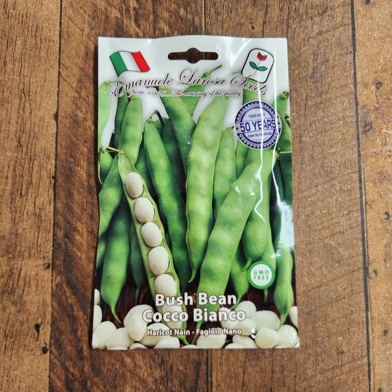 Haricot nain 'Cocco Bianco' (Phaseolus vulgaris)