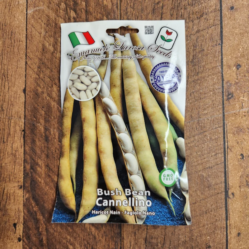 Haricot nain 'Cannellino' (Phaseolus vulgaris)