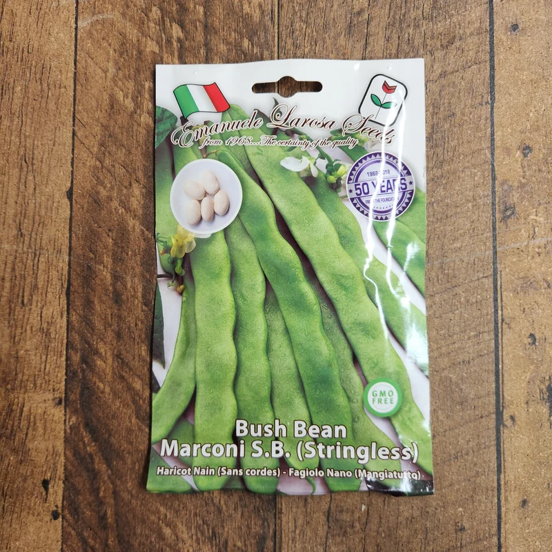 Haricot nain 'Marconi S.B.' (Phaseolus vulgaris)