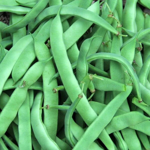 Haricot nain 'Marconi S.B.' (Phaseolus vulgaris)