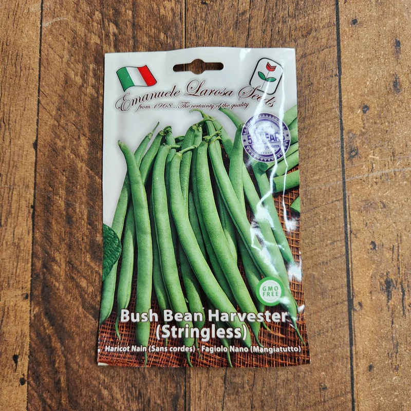 Haricot nain 'Harvester' (Phaseolus vulgaris)