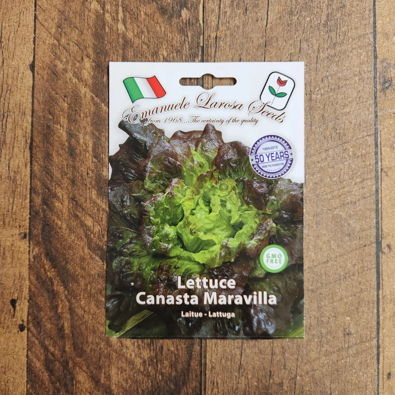 Laitue pommée 'Canasta' (Lactuca sativa)