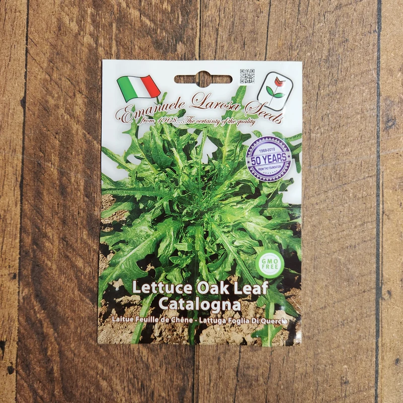 Laitue feuille de chêne 'Catalogna' (Lactuca sativa)